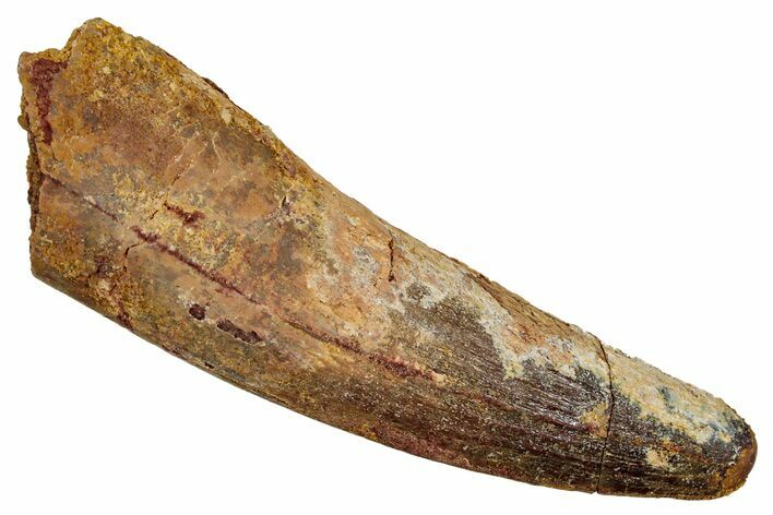 Fossil Spinosaurus Tooth - Real Dinosaur Tooth #344898